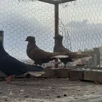 ماده زاغ و مشکی دم سفید