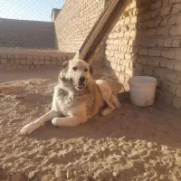 سگ نرسنگسری|سگ|تهران, تجریش|دیوار