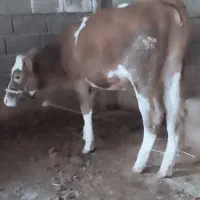 گوساله ماده|حیوانات مزرعه|گتوند, |دیوار