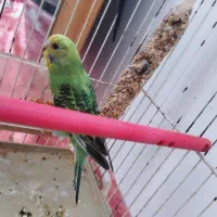 مرغ عشق اهلی|پرنده|ایواوغلی, |دیوار