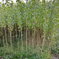 فروش صنوبر2ساله