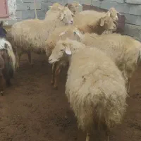 گوسفند دامازدیغ