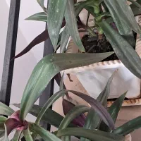 گل با گلدون سرامیک|گل و گیاه طبیعی|پردیس, فاز ۸|دیوار