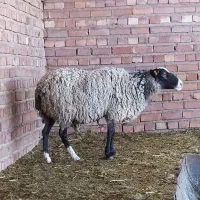 میش رومانوف روسی اصل سه قلو زا آبستن