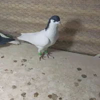 شصتی سیاه نر