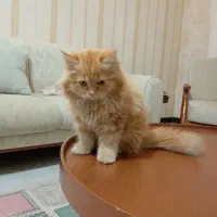 گربه پرشین|گربه|کهریزک, |دیوار