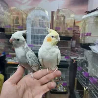 هایپر پرندگان|پرنده|بیجار, |دیوار