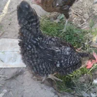 مرغ بوقلمون غاز  خانگی