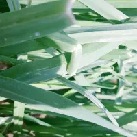 سبزی تره. خورموج