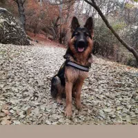 گمشده سگ ژرمن