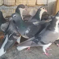 دمگیر|پرنده|اصفهان, امین‌آباد|دیوار