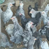 تخم مرغ گلین نطفه دار عشایری|حیوانات مزرعه|خمینیشهر, |دیوار