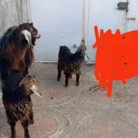 یک عدد بز و2عددبزغاله ماده 2قلو زا|حیوانات مزرعه|روانسر, |دیوار