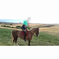 فروش مادیان