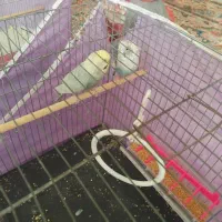 مرغ عشق|پرنده|زنجان, |دیوار