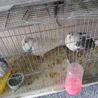 کفتر پشت مشکی