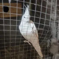 عروس هلندی . مرغ عشق . گرینچک .