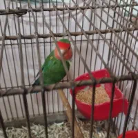 طوطی برزیلی|پرنده|الوند, |دیوار