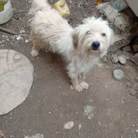 سگ معاوضه|سگ|خان ببین, |دیوار