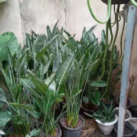 به گلخانه کوچیک ما خوش امدین|گل و گیاه طبیعی|رشت, کوی امام رضا|دیوار