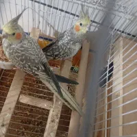 عروس
