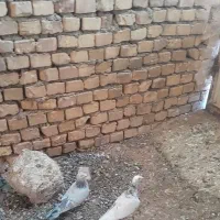 جفت نروماده|پرنده|اسفراین, |دیوار