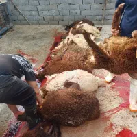 بره نرینه قلم آبی چاق