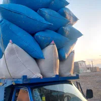 کاه گندم کاه سفید