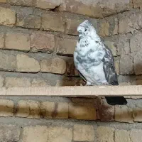 کبوتر|پرنده|خرمدره, |دیوار