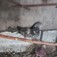 کبوتر|پرنده|مشگین شهر, |دیوار