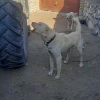 سگ  جوان|سگ|شیروان (خراسان), |دیوار