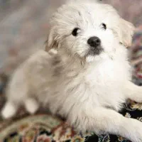 واگذاری سگ|سگ|پردیس, فاز ۴|دیوار