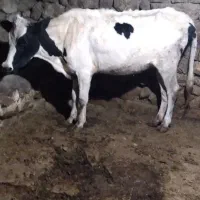 گوساله دورگه کیلوی۳۰۰هزار