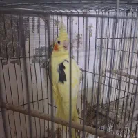 تعدادی عروس هلندی لوتینو وآلبینو|پرنده|بندر انزلی, معلم|دیوار