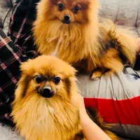 دوتا پامر روباهی