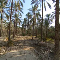 تعداد۸۰اصل نخل