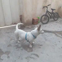 سگ پاکوتاه فروشی