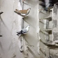 کفتر|پرنده|مشهد, کوشش|دیوار