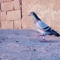 28عدد پلاکی درجه یک