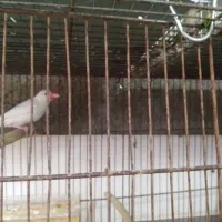 سلام یه جفت فنچ نرگسی پیشوا|پرنده|پیشوا, |دیوار