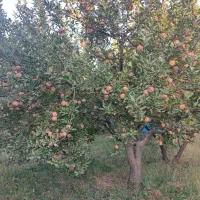 باغ سیب فروشی