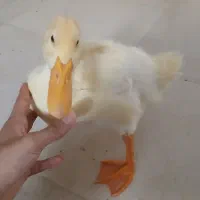جوجه اردک زرد