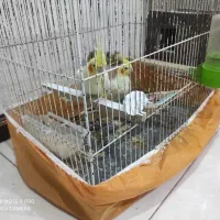 عروس هلندی لوتیو