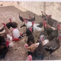فروش بوقلمون