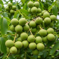 خرید نهال توت موزی با تضمین اصالت|خدمات باغبانی و درختکاری|سقز, |دیوار