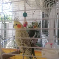 عروس هلندی|پرنده|رودسر, |دیوار