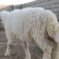 گوسفند در هویزه