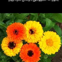 بذرگلهای‌یک‌ساله|گل و گیاه طبیعی|سوسنگرد, |دیوار