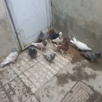 ۱۰تا کبوتریجا ۱۵۰۰