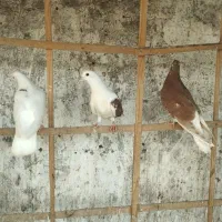 کبوتر|پرنده|بندر انزلی, میان پشته|دیوار